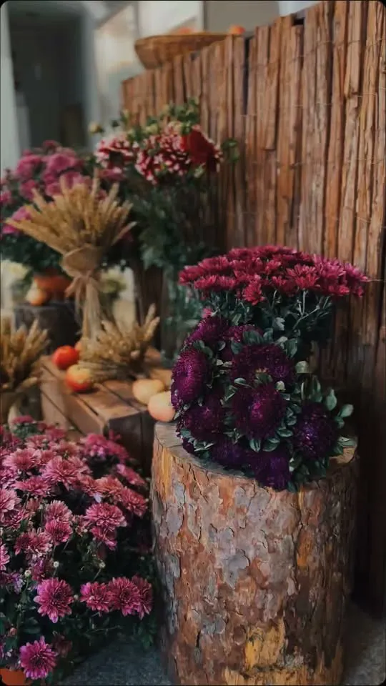 Rudens krizantēmas podos uz koka bluķiem pie koka sienas